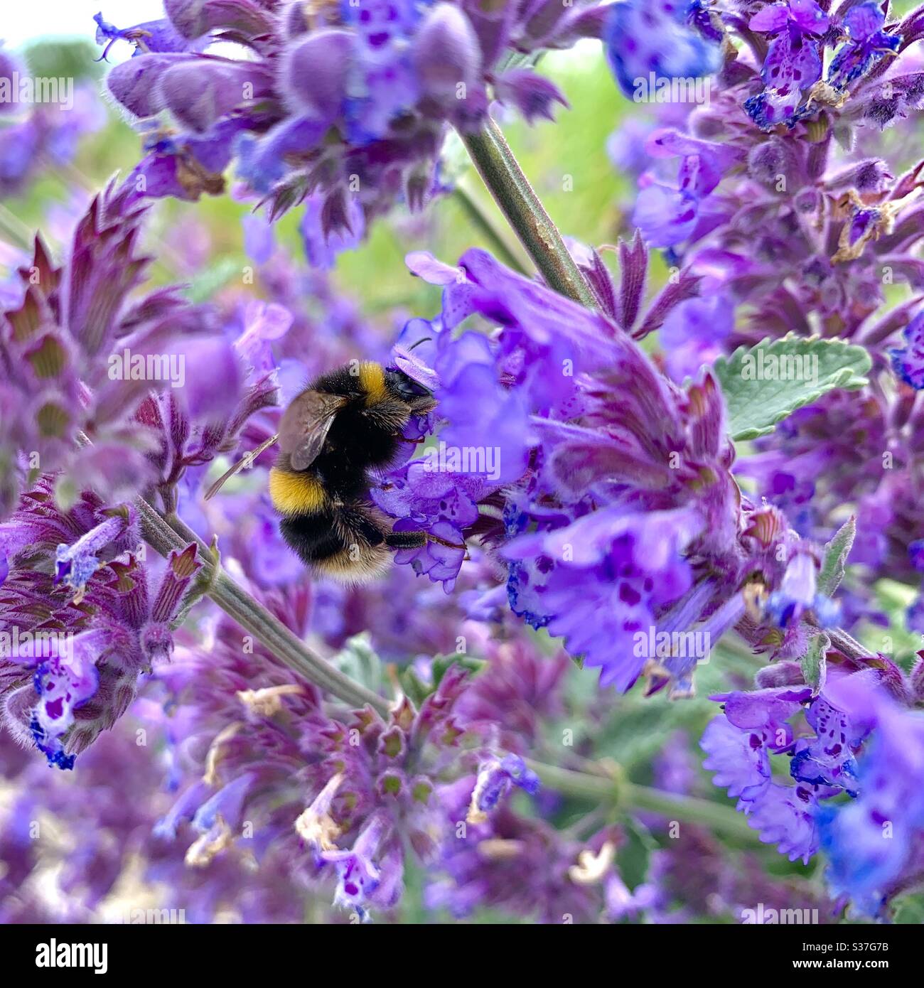 Bee on Lavender - Smartphone Captured Stock Image