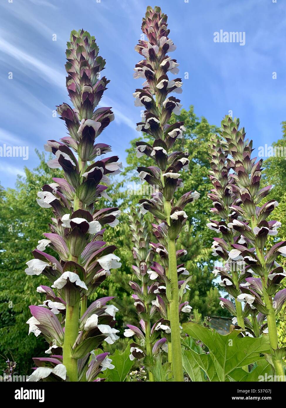 Tall plant hi-res stock photography and images - Alamy