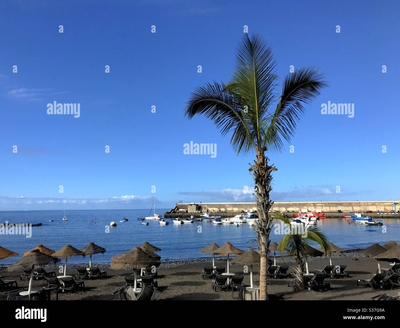 Palm tree on beach with straw covered sunshades umbrellas and harbor of Playa San Juan Tenerife Canary Islands - Smartphone Captured Stock Image