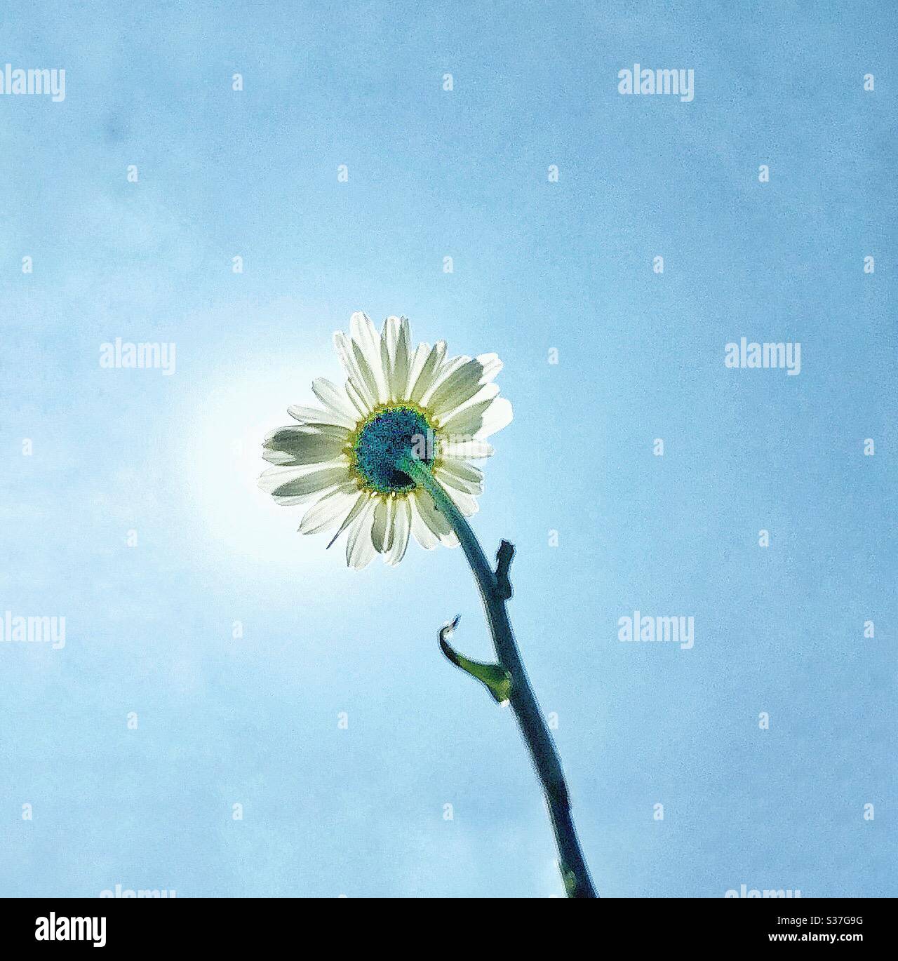 A single daisy - Smartphone Captured Stock Image