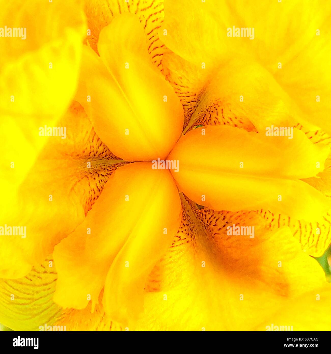 Closeup of a yellow iris flower (Iris pseudacorus). Stock Photo