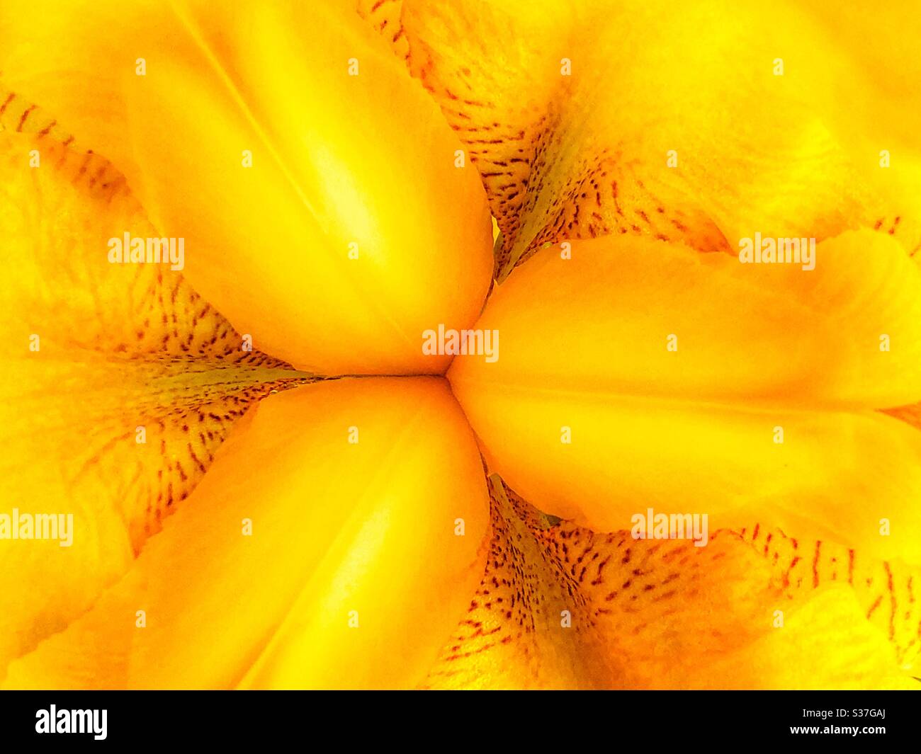 Closeup of yellow iris flower (Iris pseudacorus) Stock Photo