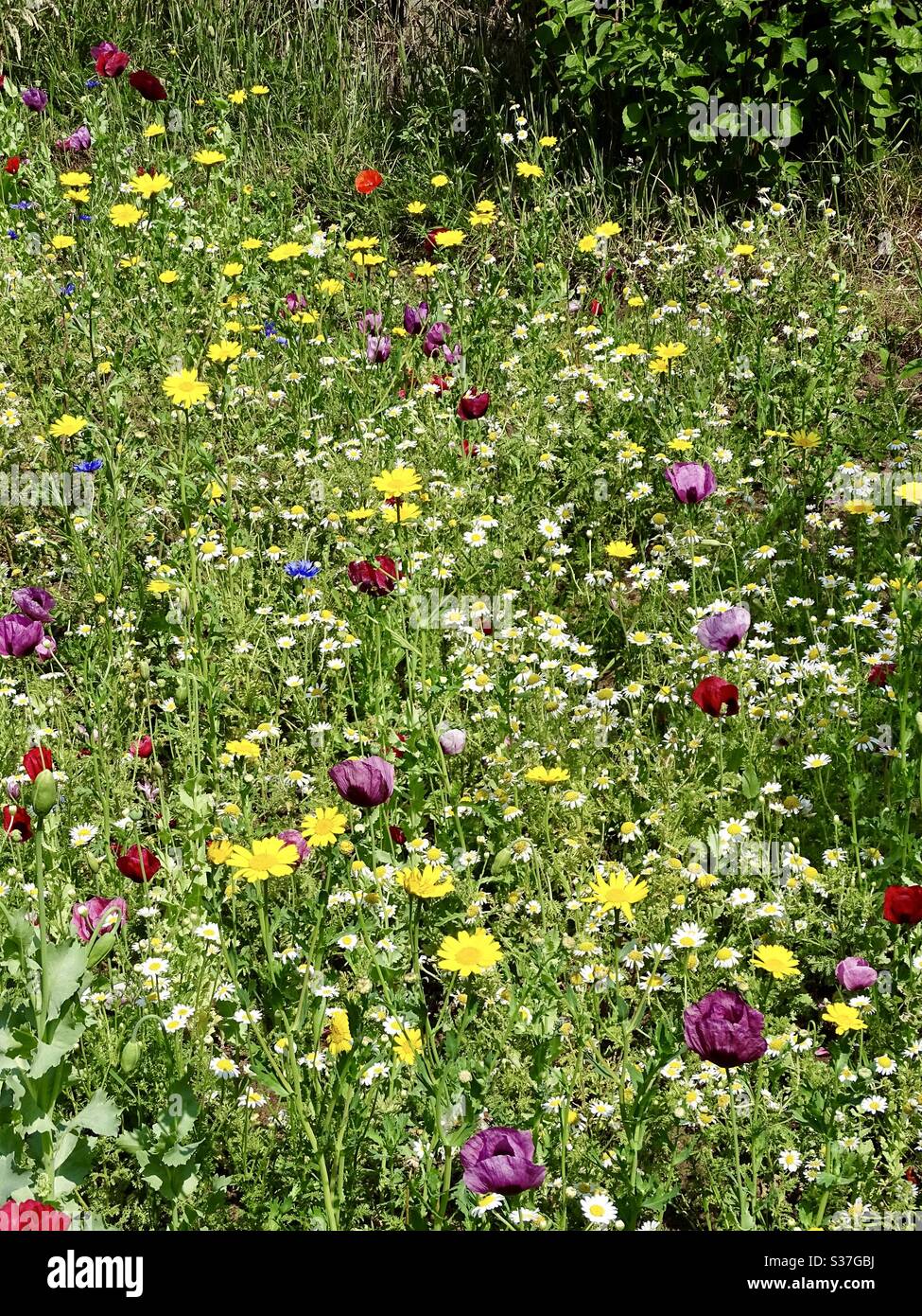 Wild flower garden hires stock photography and images Alamy