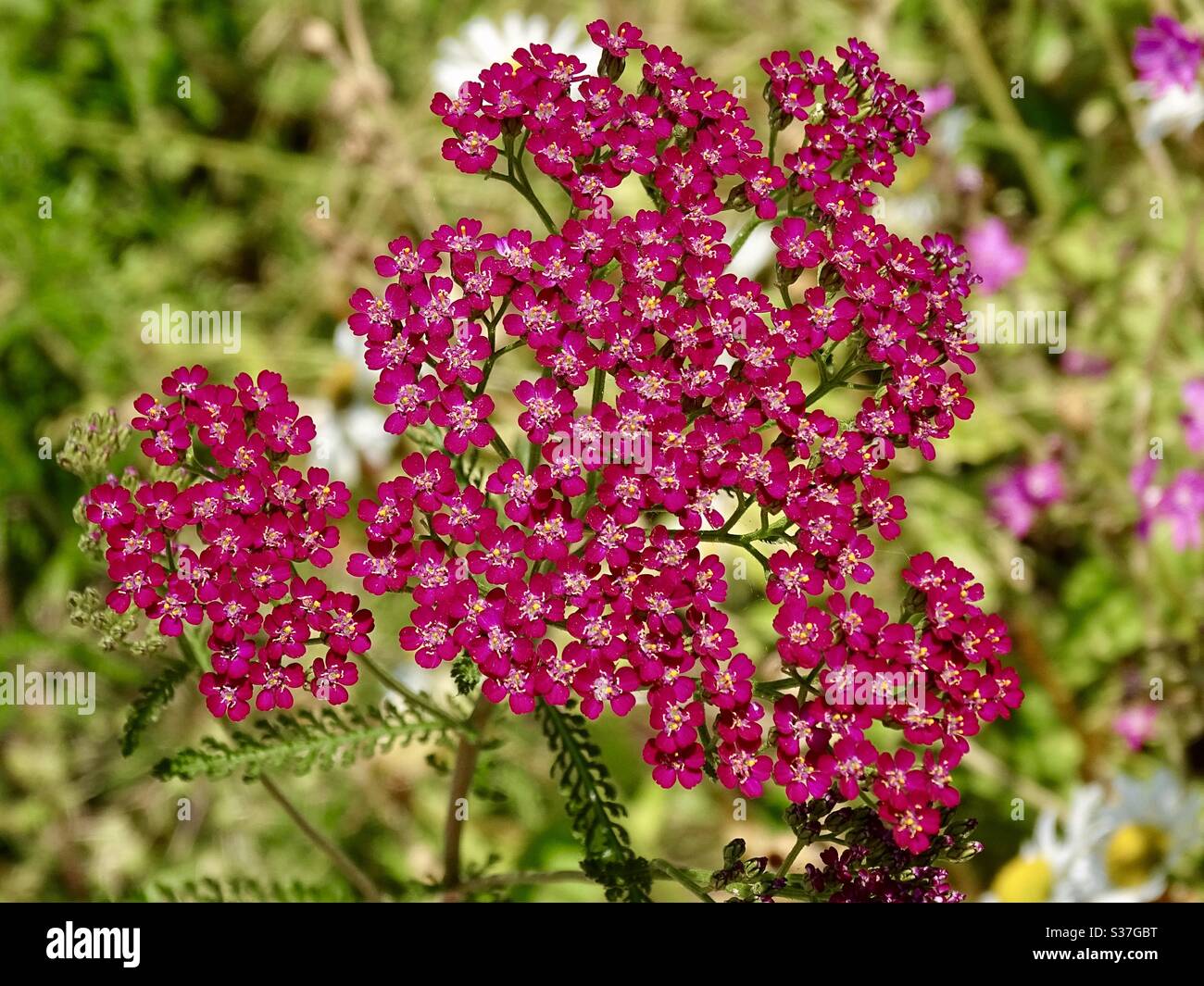 Pink yarrow flowers in a wild flower garden in England Stock Photo