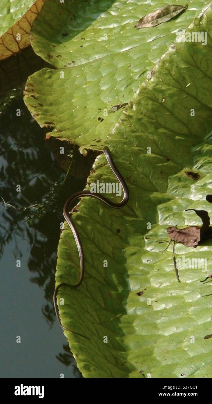 Little beauty hiding it’s head.. Striped bronzeback or bronze tree snake , non venomous small & thin snake, villoonni snake in malayalam, Singapore , Victoria cruziana, Nymphaeaceae family Stock Photo