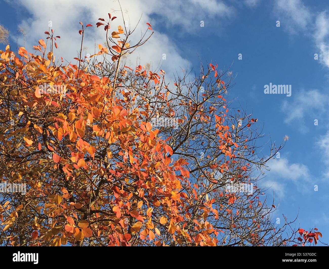Autumnal leaves against blue sky - Smartphone Captured Stock Image