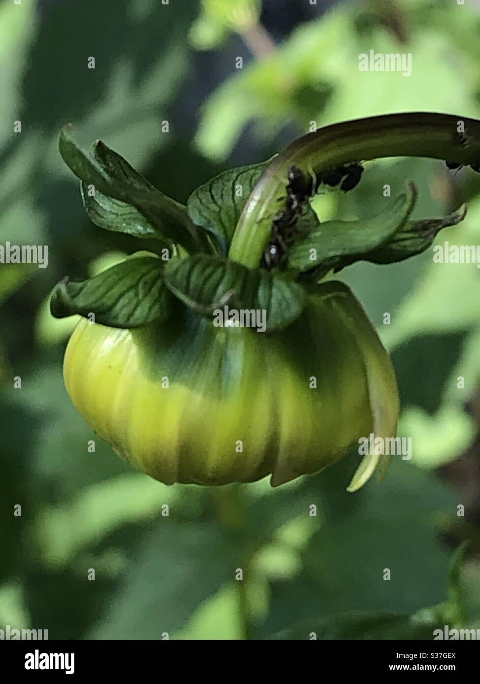 Dahlia flower with ants Stock Photo Alamy