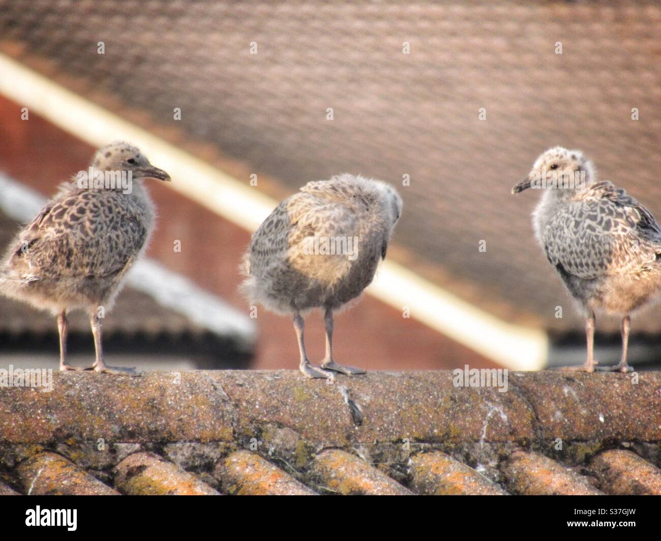 Seagull chicks on rooftop at sunset - Smartphone Captured Stock Image