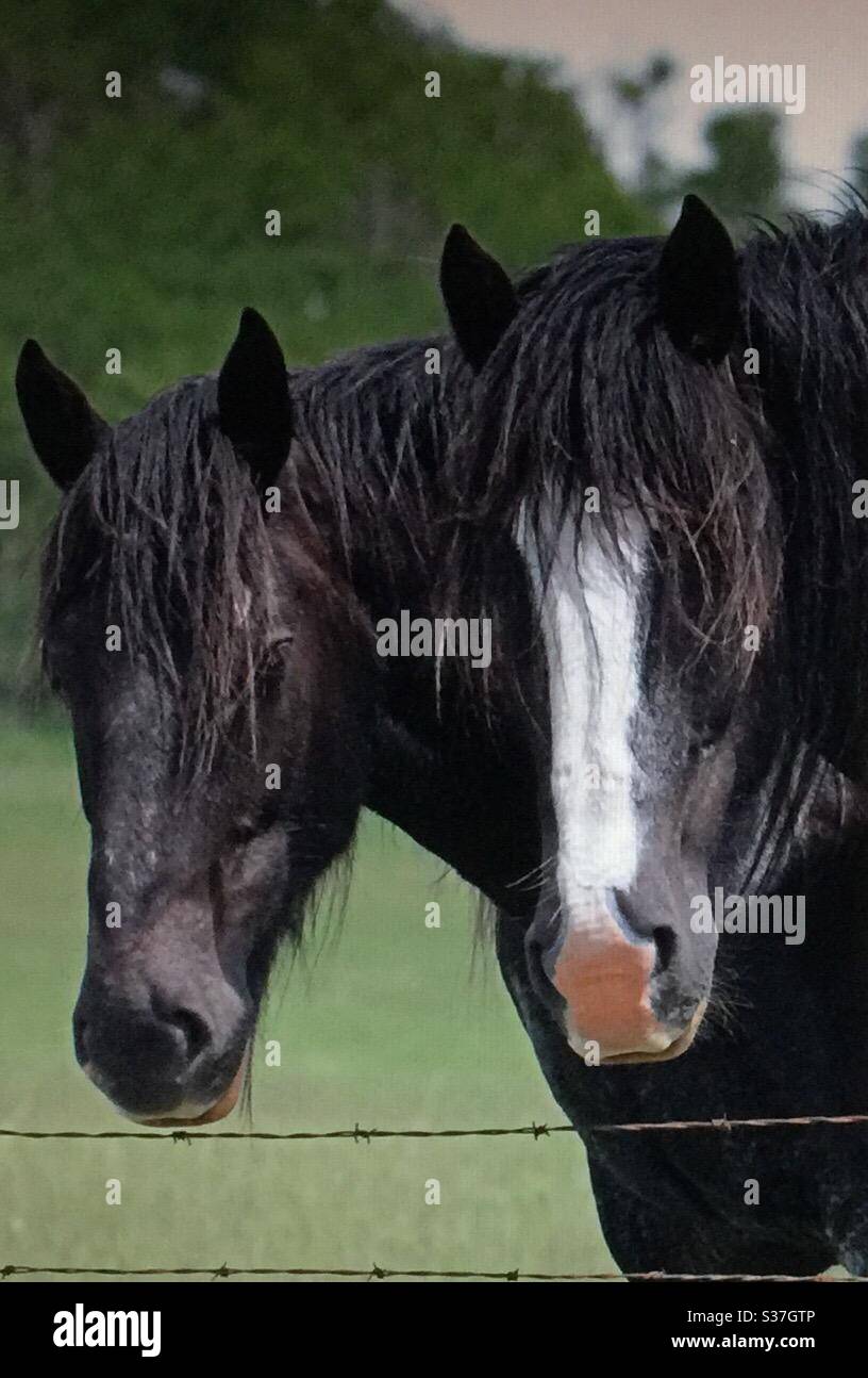 Draft horses, heavy horse , work horse, Shire horse, pair, team, buddies, friends, black, blaze - Smartphone Captured Stock Image