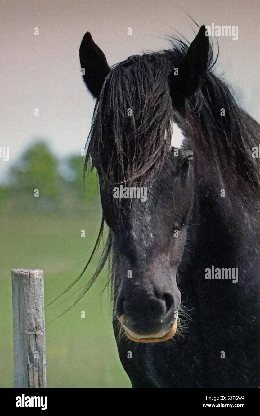 Draft horses, heavy horse , work horse, Shire horse, pair, team, buddies, friends, black, blaze - Smartphone Captured Stock Image