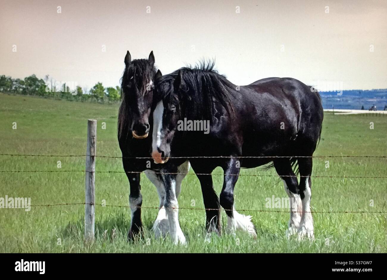 Draft horses, heavy horse , work horse, Shire horse, pair, team, buddies, friends, black, blaze - Smartphone Captured Stock Image