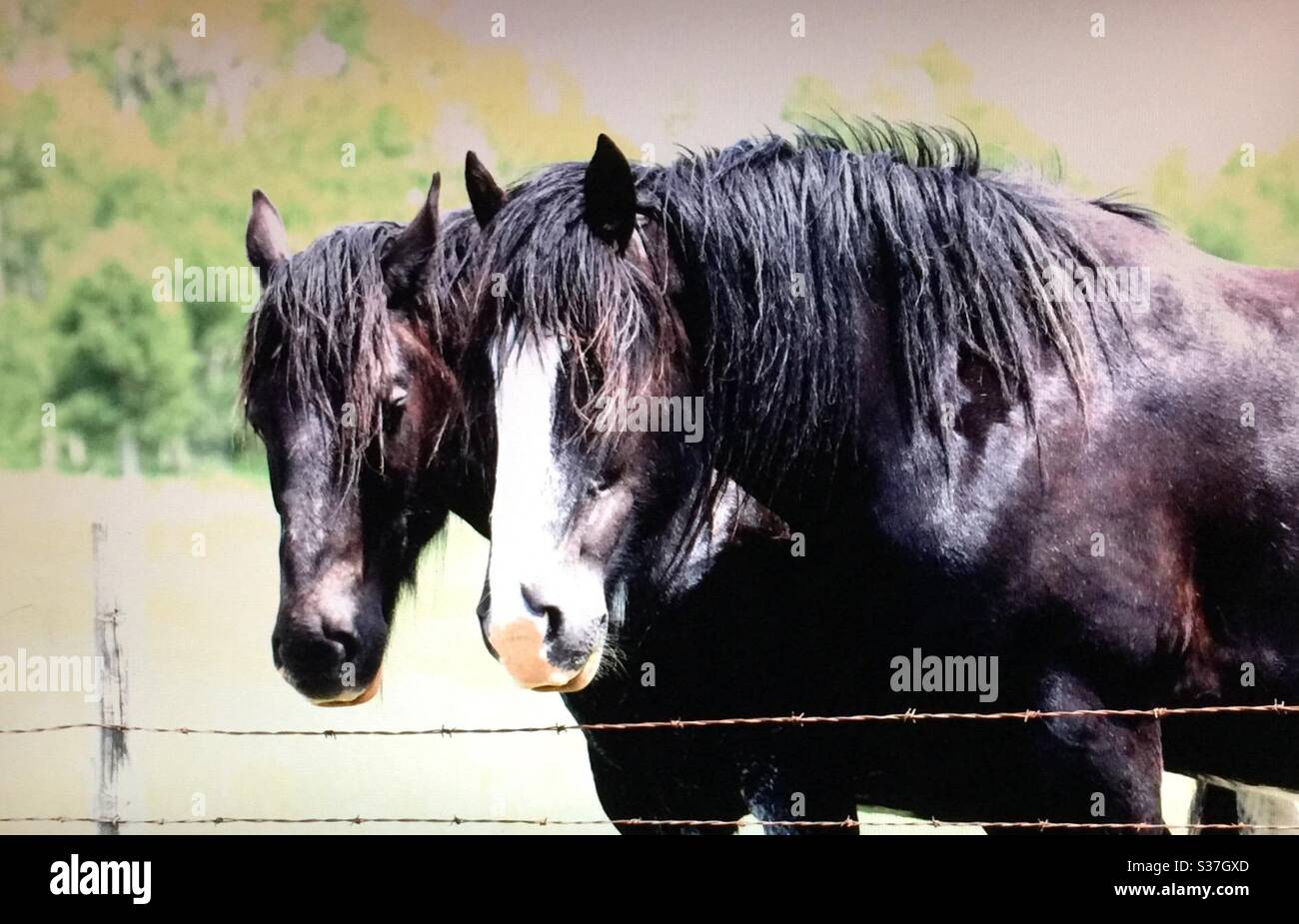 Draft horse, heavy horse, work horse, Shire horse, pair, team, two, couple, friends, place, powerful, Stock Photo