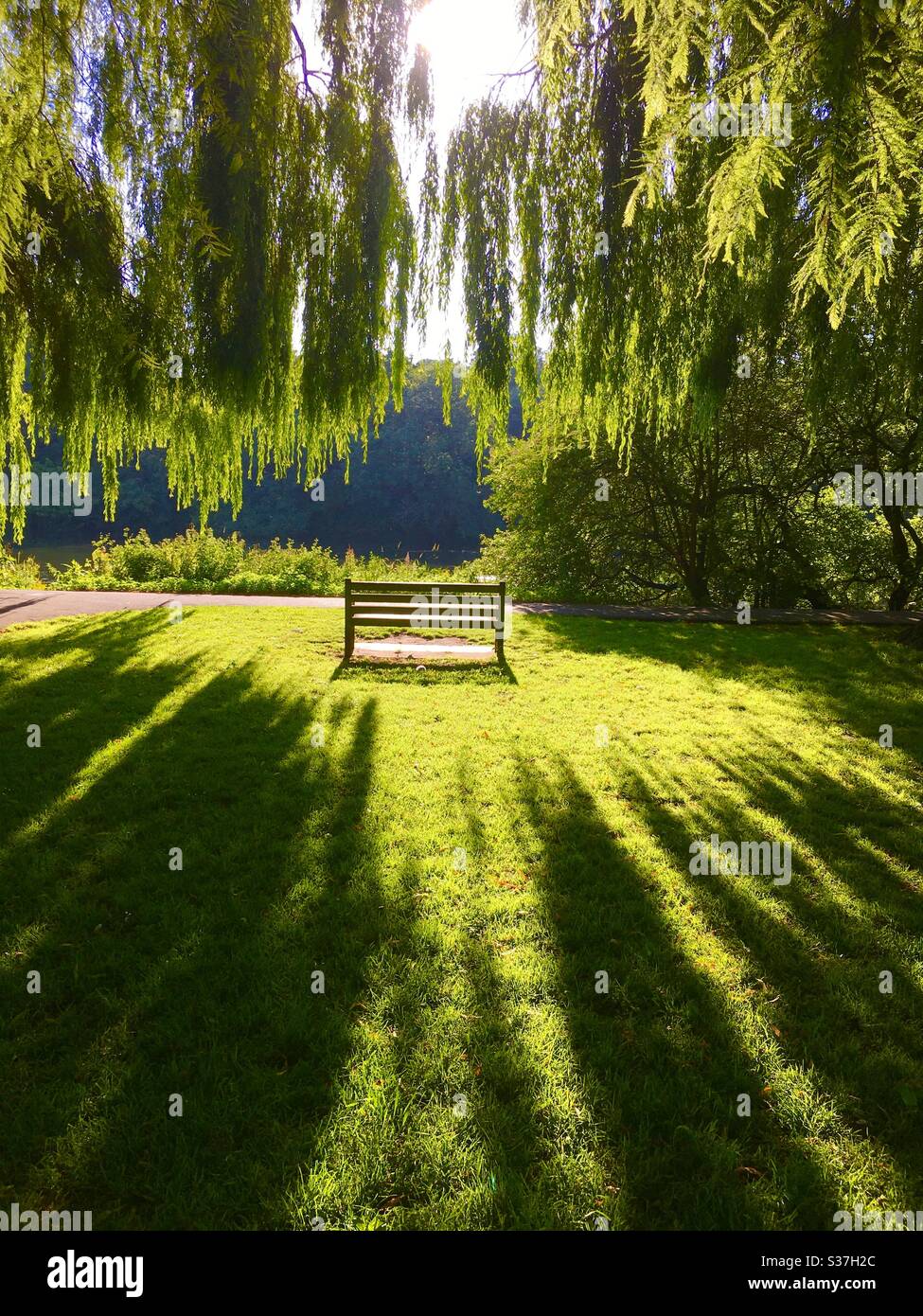 Early morning sunshine on bench and willow tree - Smartphone Captured Stock Image