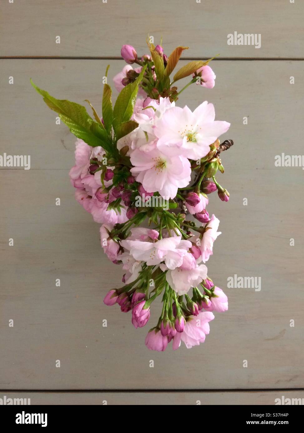 Pretty pink plum blossom in a small vase on a wooden table - Smartphone Captured Stock Image