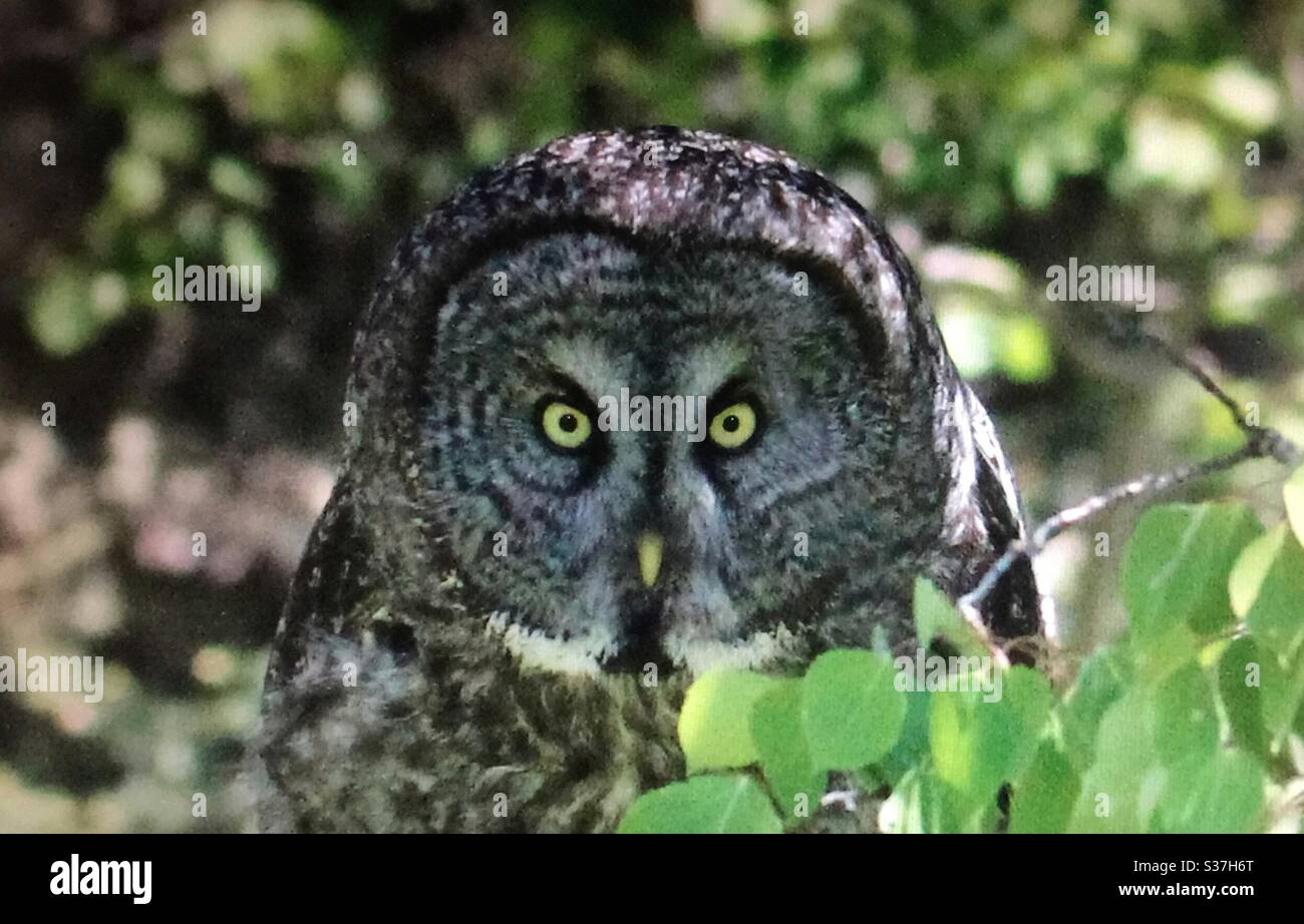 Great Gray Owl,Strix nebulosa,North American Birds, Birds of North America, Birds of prey, raptor, nature, wildlife, mad, watch out, lunge, - Smartphone Captured Stock Image