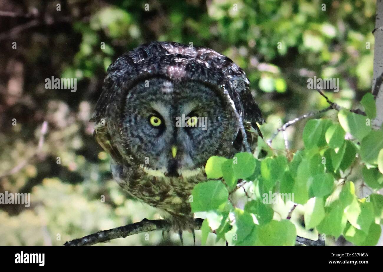 Great Gray Owl,Strix nebulosa,North American Birds, Birds of North America, Birds of prey, raptor, nature, wildlife, mad, watch out, lunge, - Smartphone Captured Stock Image