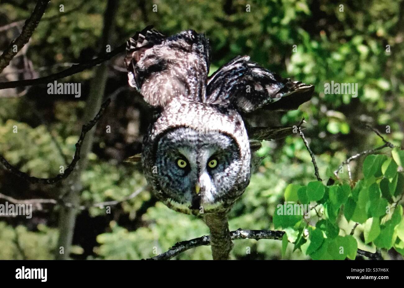 Great Gray Owl,Strix nebulosa,North American Birds, Birds of North America, Birds of prey, raptor, nature, wildlife, mad, watch out, lunge, - Smartphone Captured Stock Image
