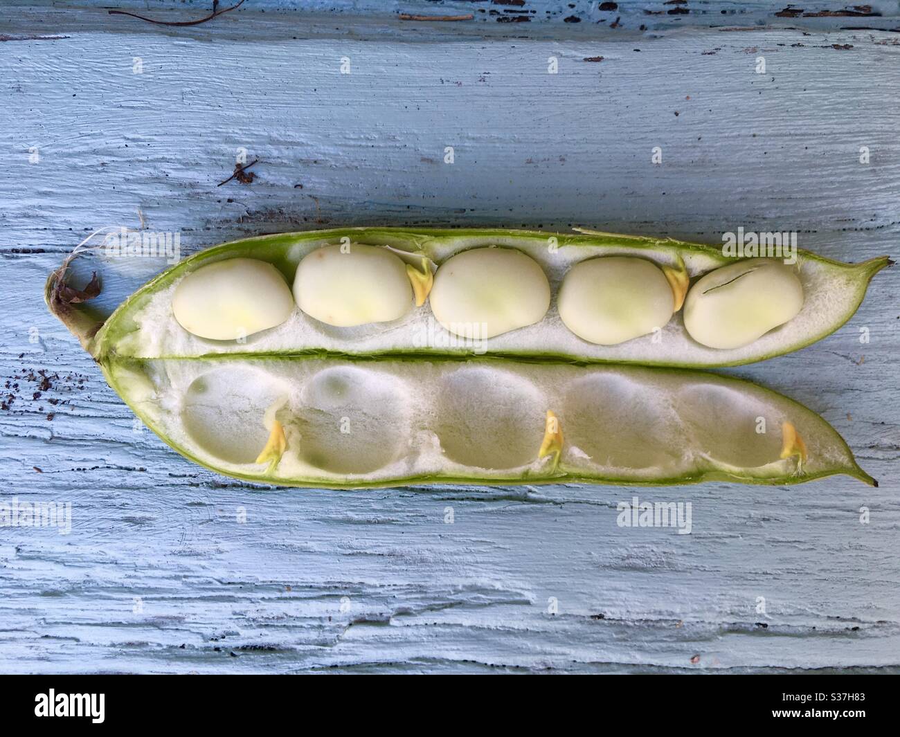 Broad beans in pod Stock Photo