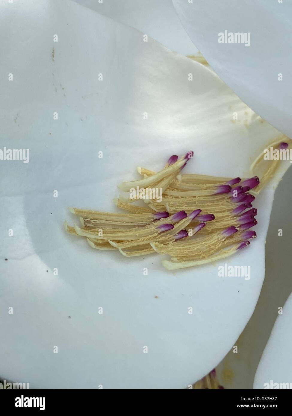 Seeds of a white magnolia flower lying on a petal - Smartphone Captured Stock Image