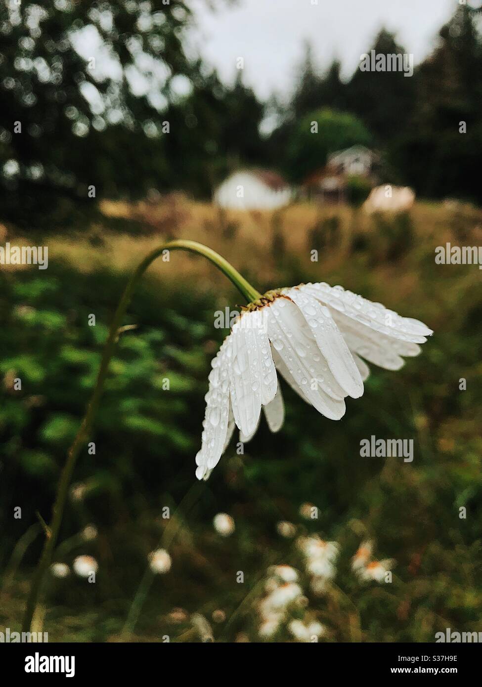 Drooping daisy cover in dew Stock Photo Alamy