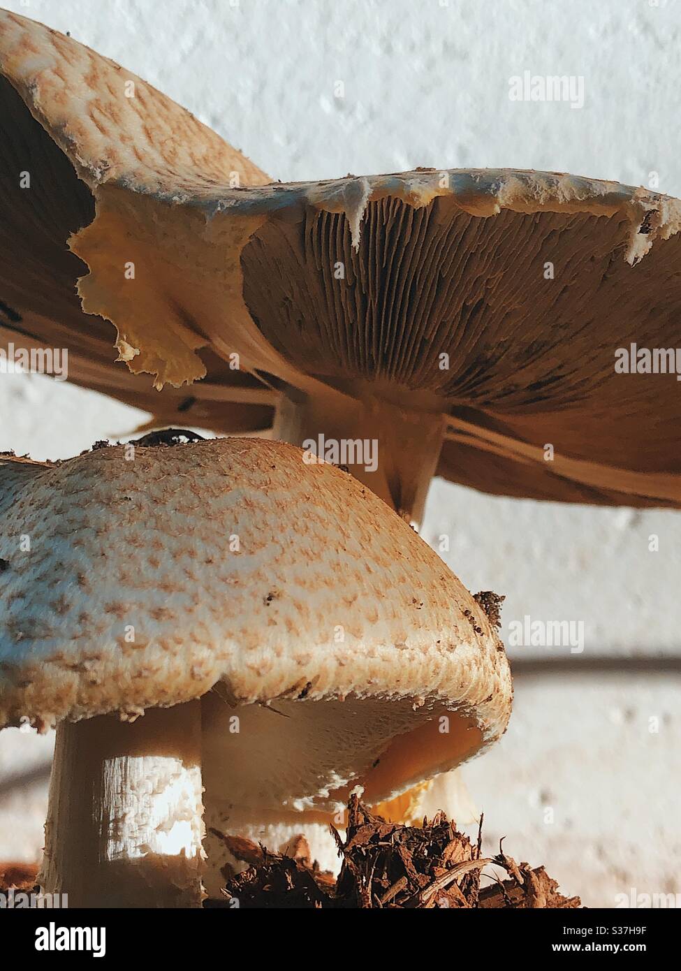 Two large mushrooms with golden sunlight Stock Photo