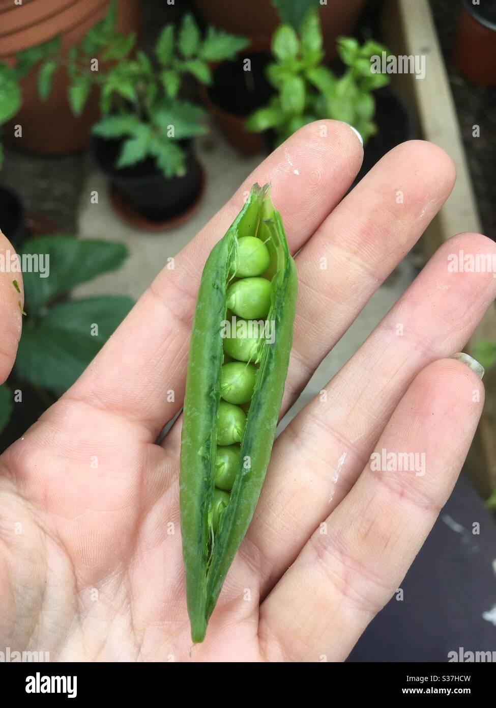 Peas in a pod, grown in a U.K. greenhouse Stock Photo