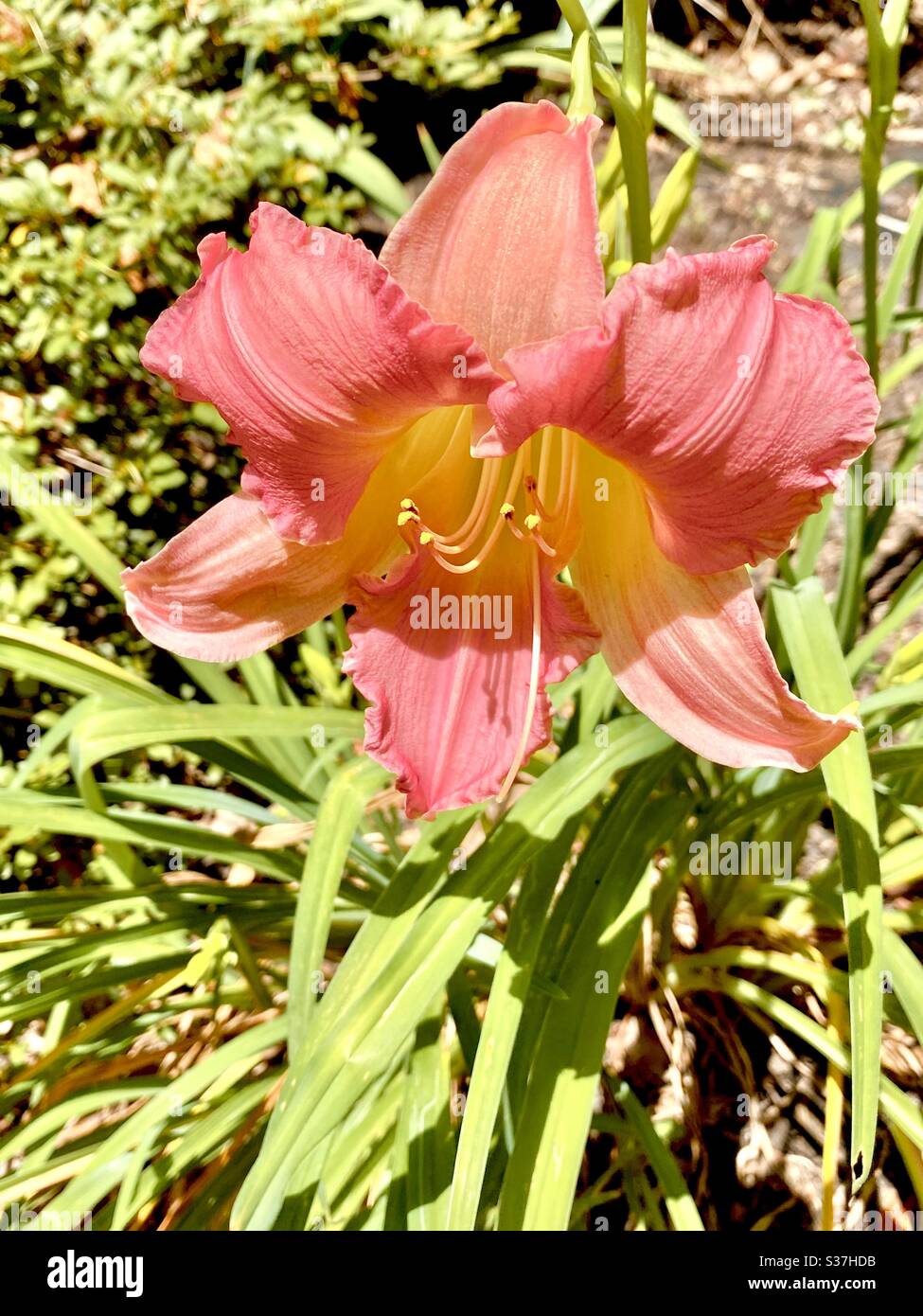 tropical lily plant Stock Photo Alamy