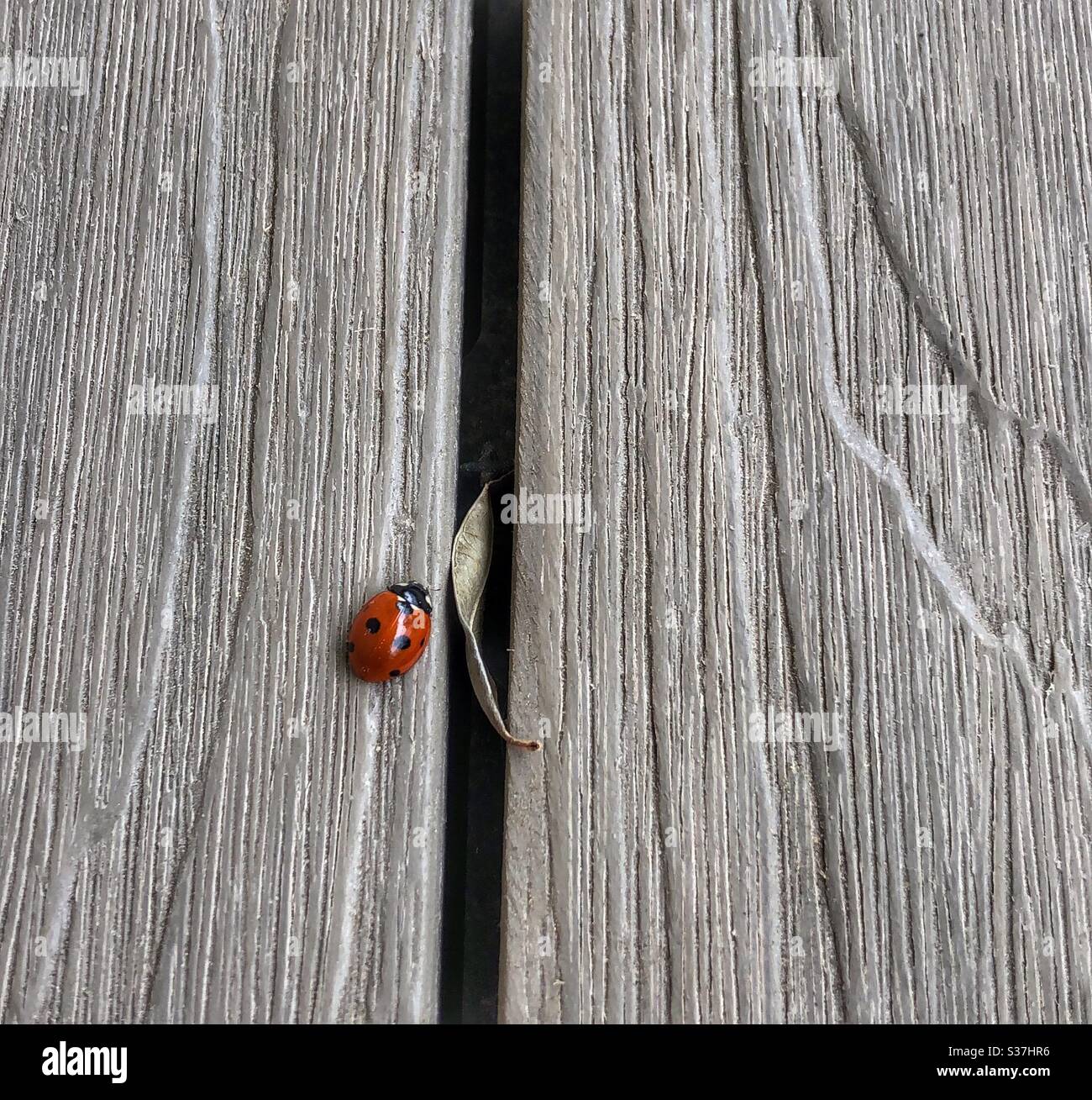 A tiny ladybug walking on a balcony wooden panel. - Smartphone Captured Stock Image
