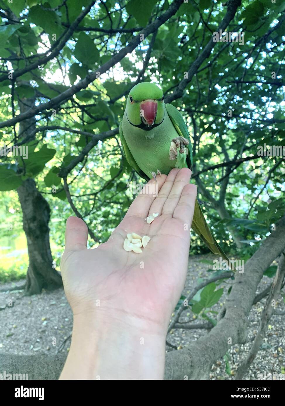 Hand feeding green parakeet in the park - Smartphone Captured Stock Image