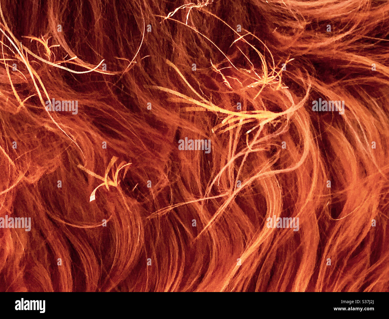 Red brown colour, dog hair, curly - Smartphone Captured Stock Image
