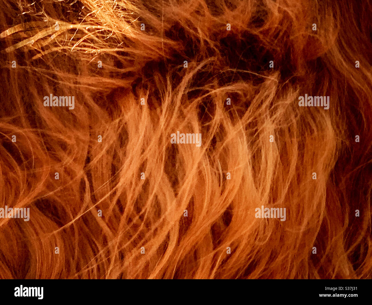 Hairy dog - Smartphone Captured Stock Image