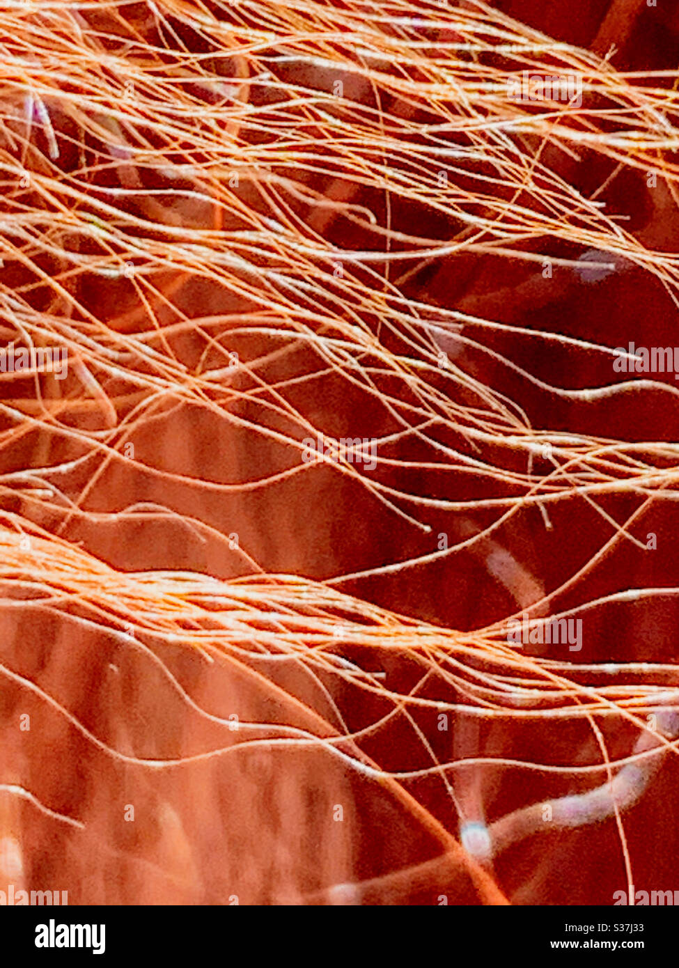 Strands of dog hair, red brown colour - Smartphone Captured Stock Image