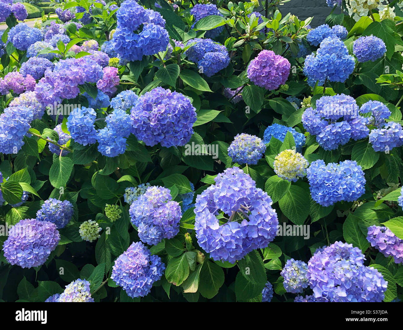 Blue hydrangeas flowering in the summer sun Stock Photo Alamy