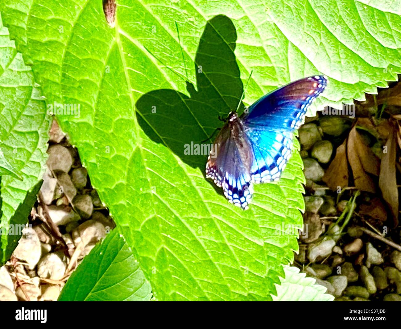blue east coast butterfly Stock Photo Alamy