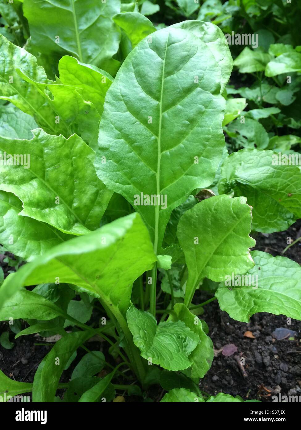 Fresh spinach beet growing in a garden plot - Smartphone Captured Stock Image