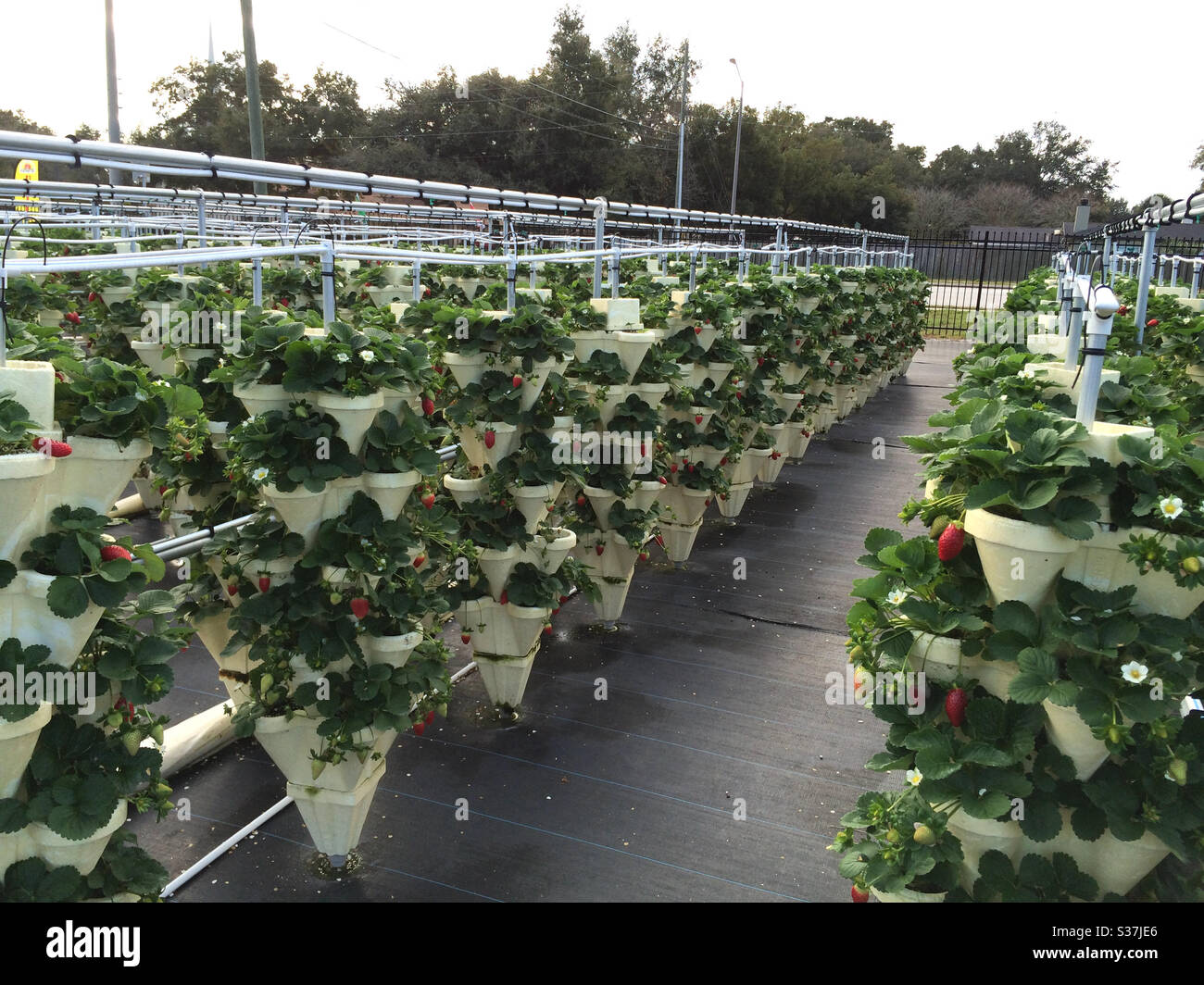 Hydroponics strawberry hires stock photography and images Alamy