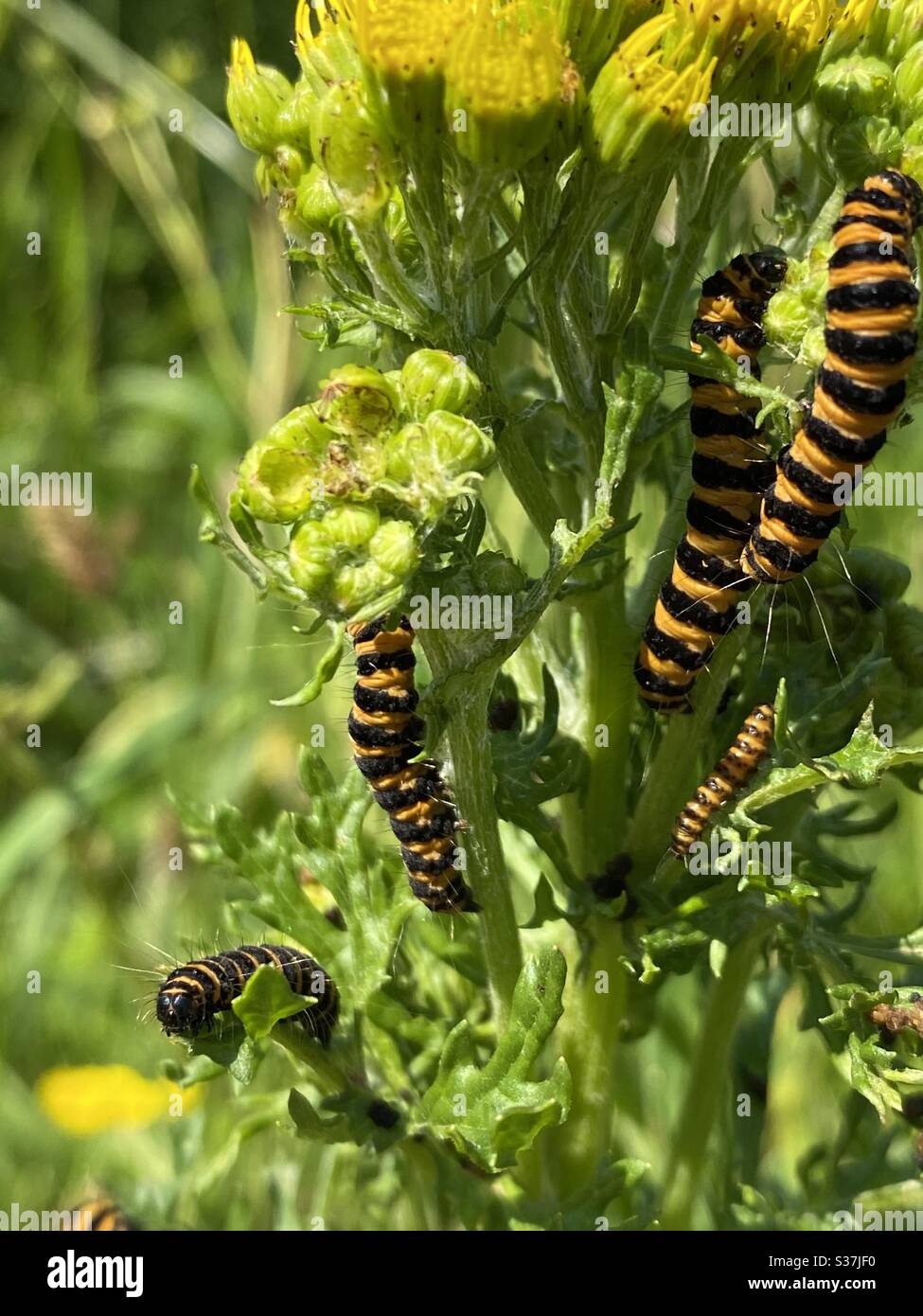 Caterpillars on a plant in their natural habitat Stock Photo