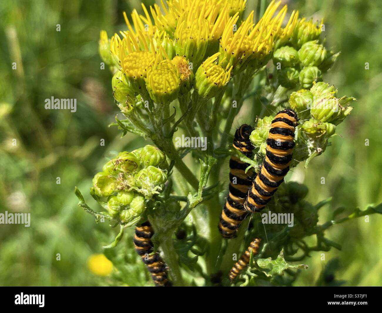 Caterpillars on a plant in their natural habitat Stock Photo