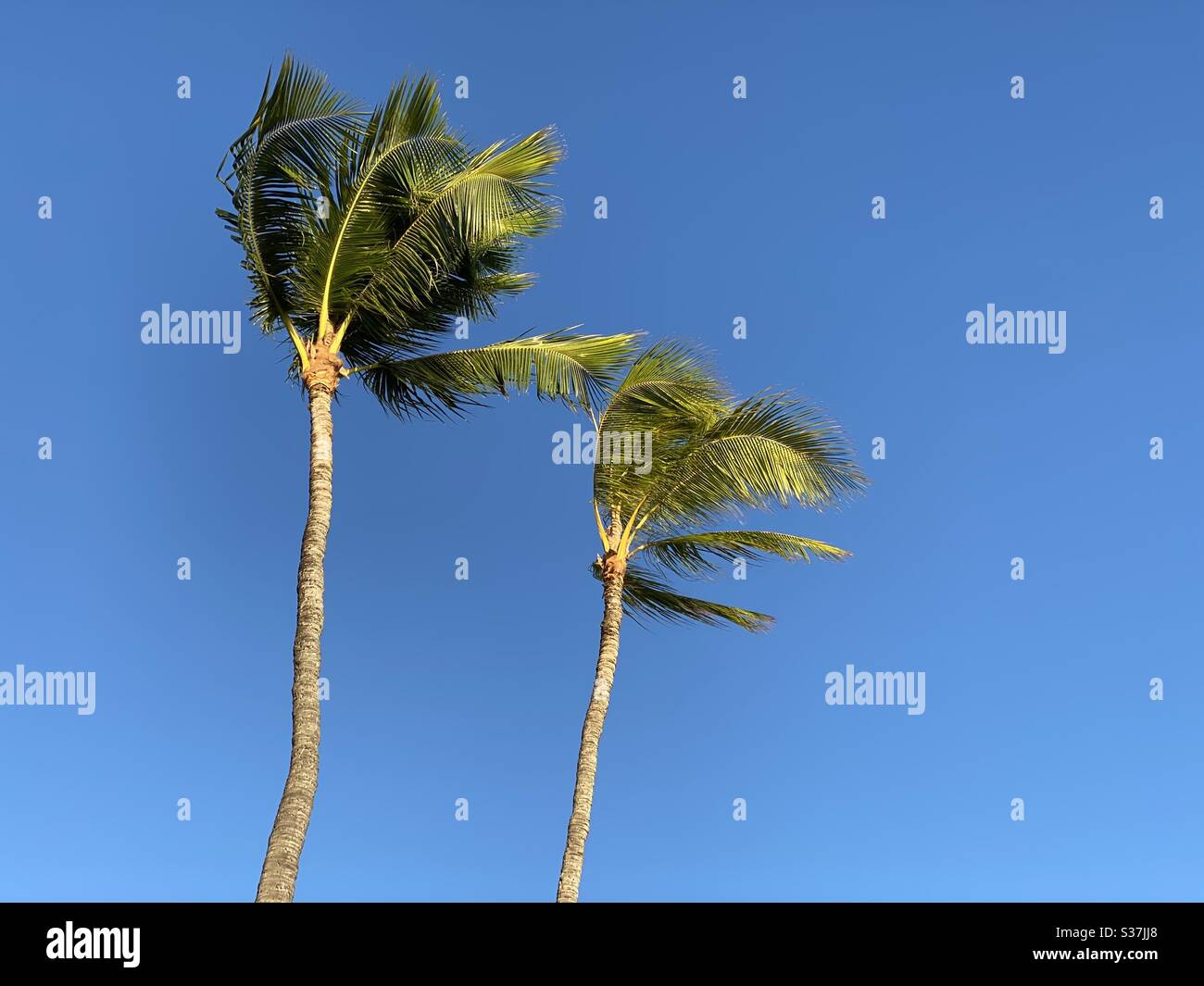 Two coconut palm trees blowing in breeze against a clear blue sky - Smartphone Captured Stock Image