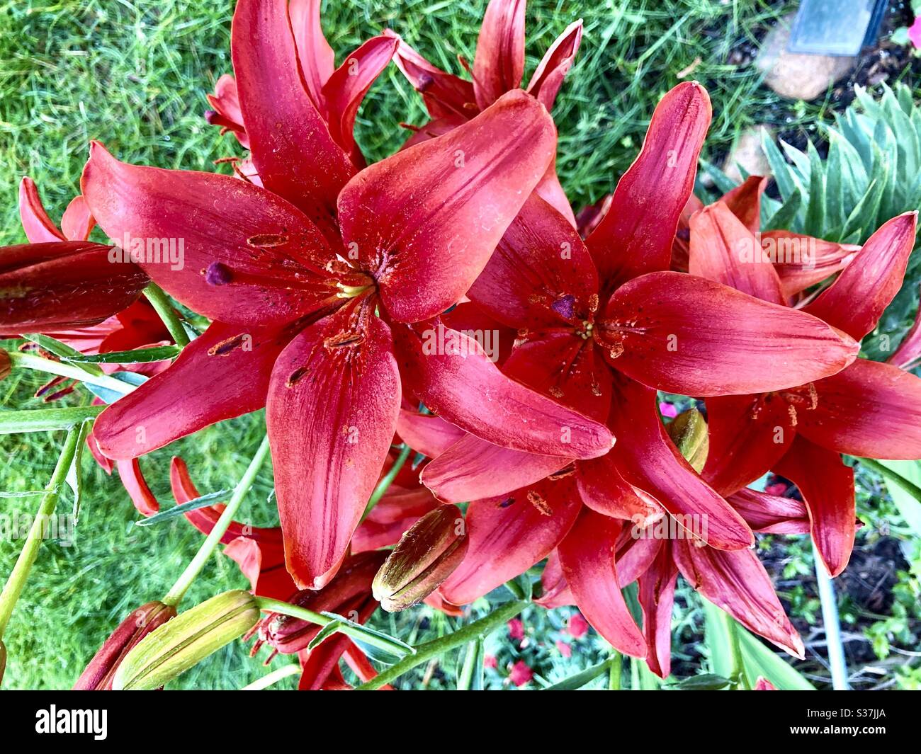 Red Asiatic lily Stock Photo Alamy