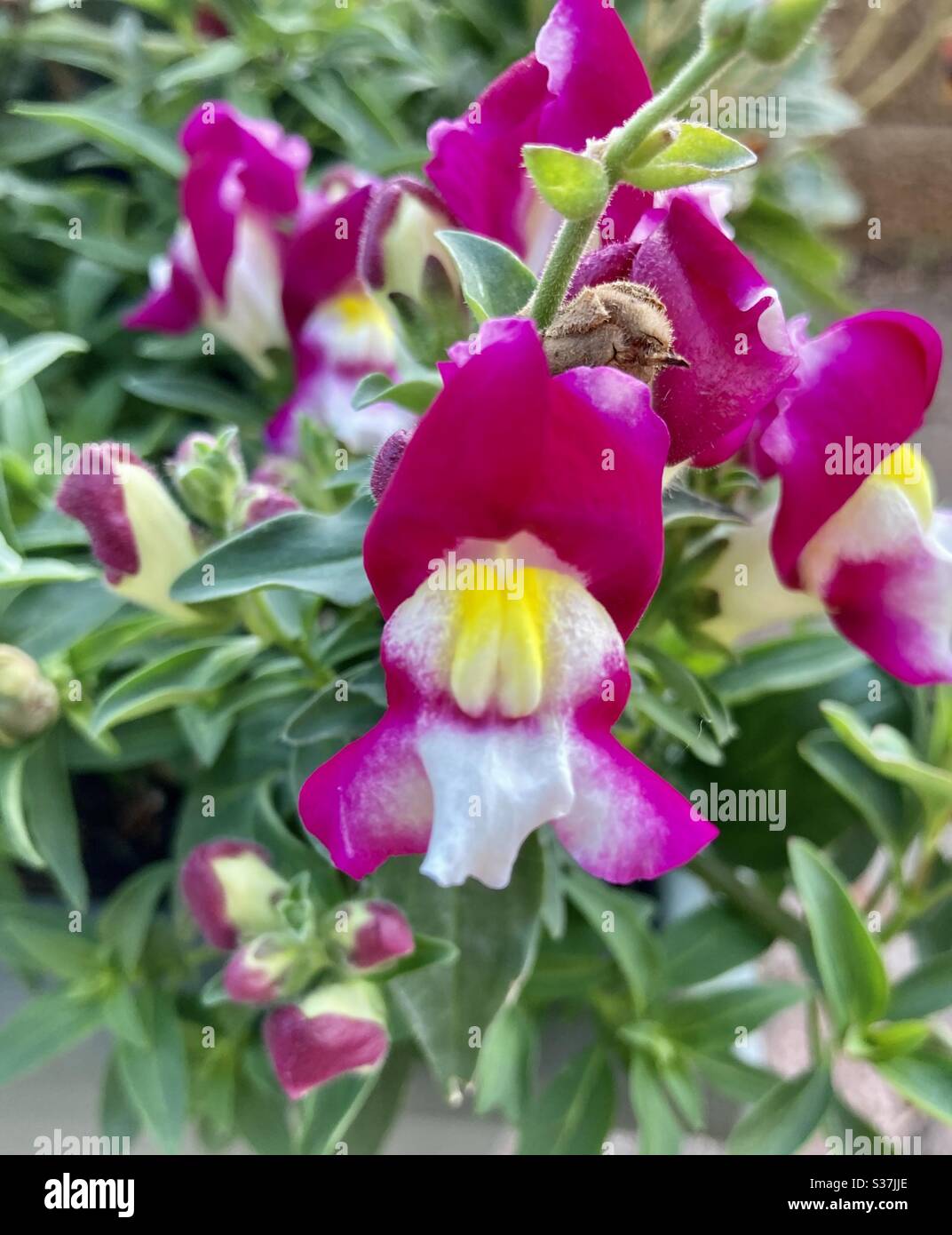 Snapdragon Snapshot Autumn Mix