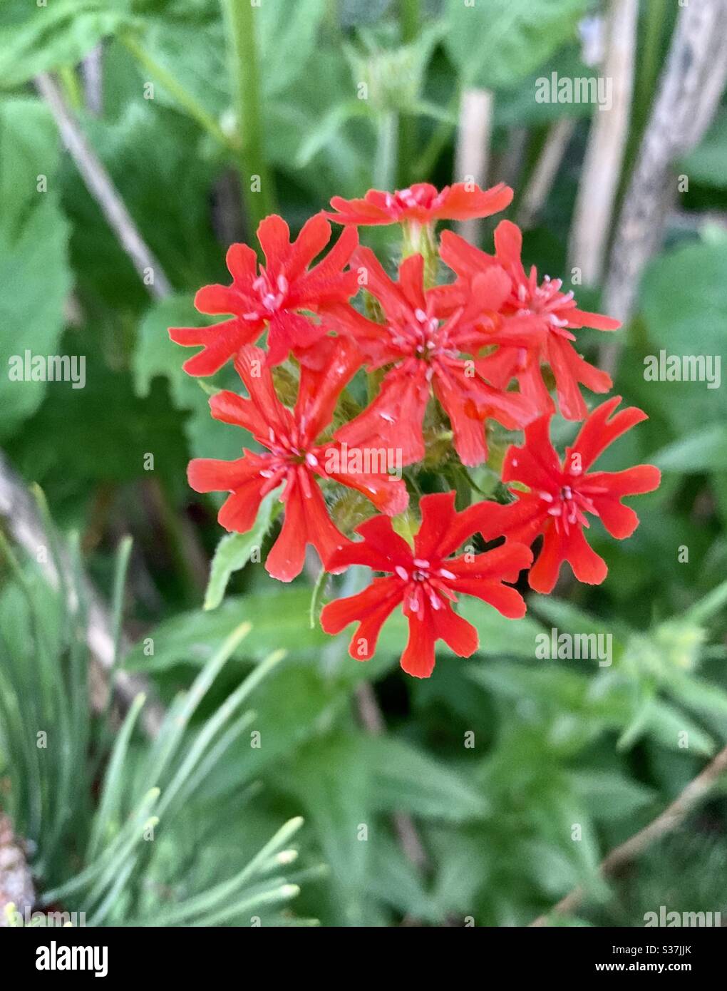 Maltese cross flower - Smartphone Captured Stock Image