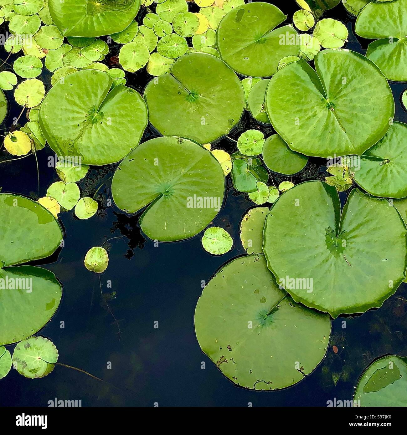 Water lily leaves Stock Photo Alamy Water lily leaves Stock Photo Alamy