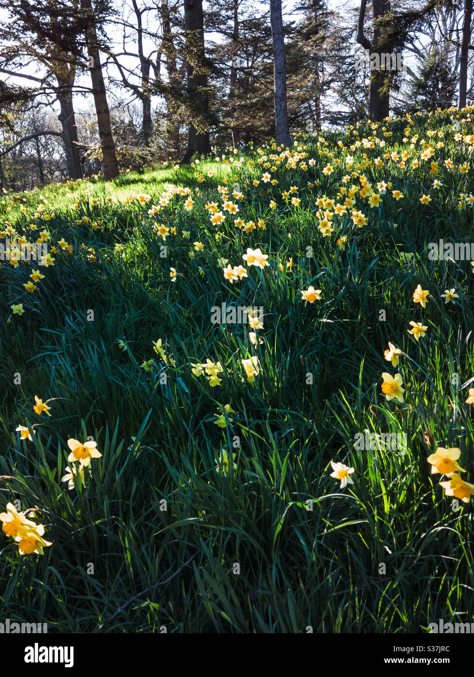 Wild Daffodils field at the Brooklyn Botanical Garden - Smartphone Captured Stock Image