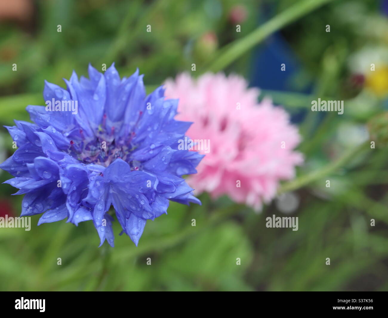 Blue Wall flower in the rain with a pink twin Stock Photo Alamy