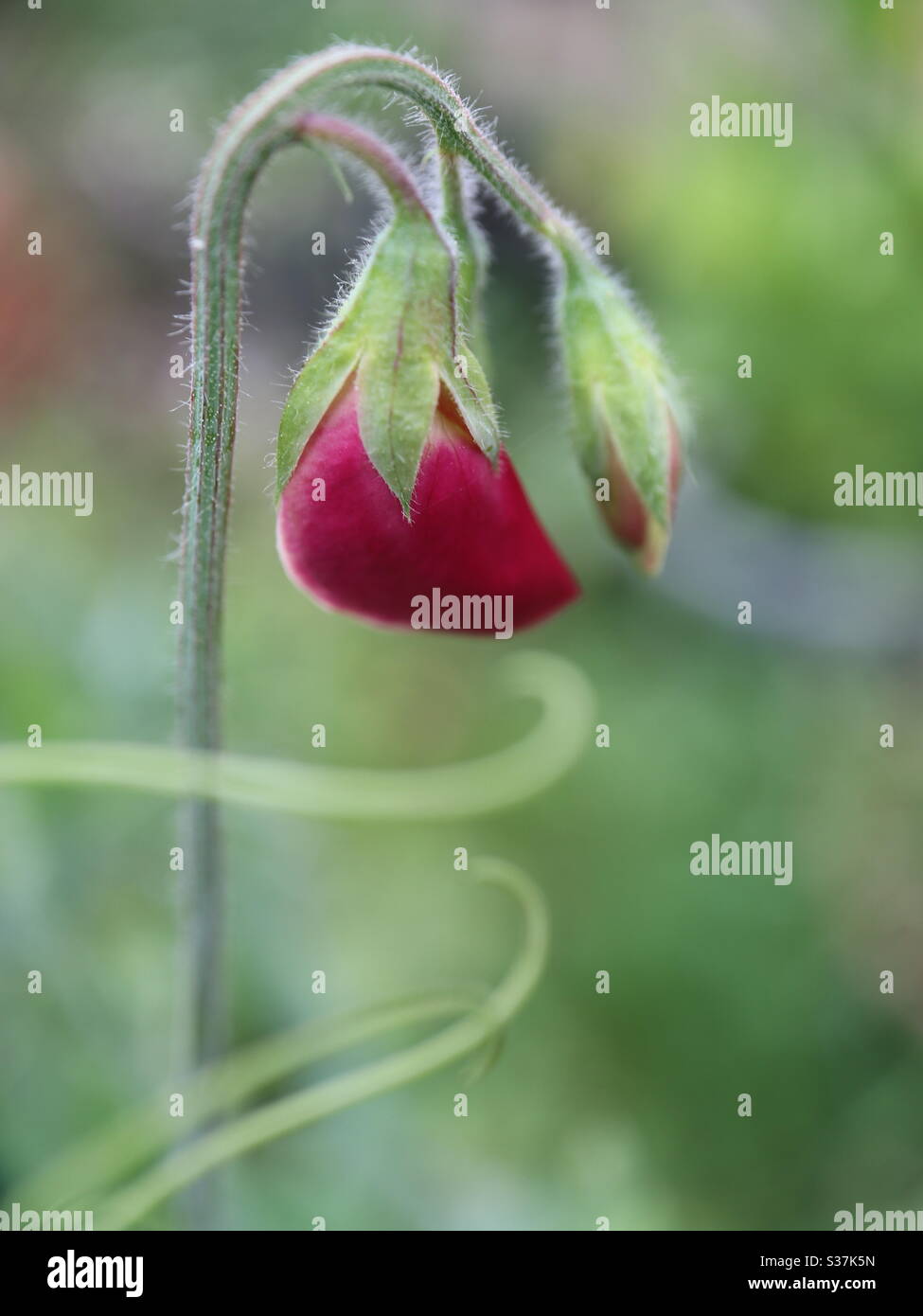 Sweet Pea about to burst… - Smartphone Captured Stock Image