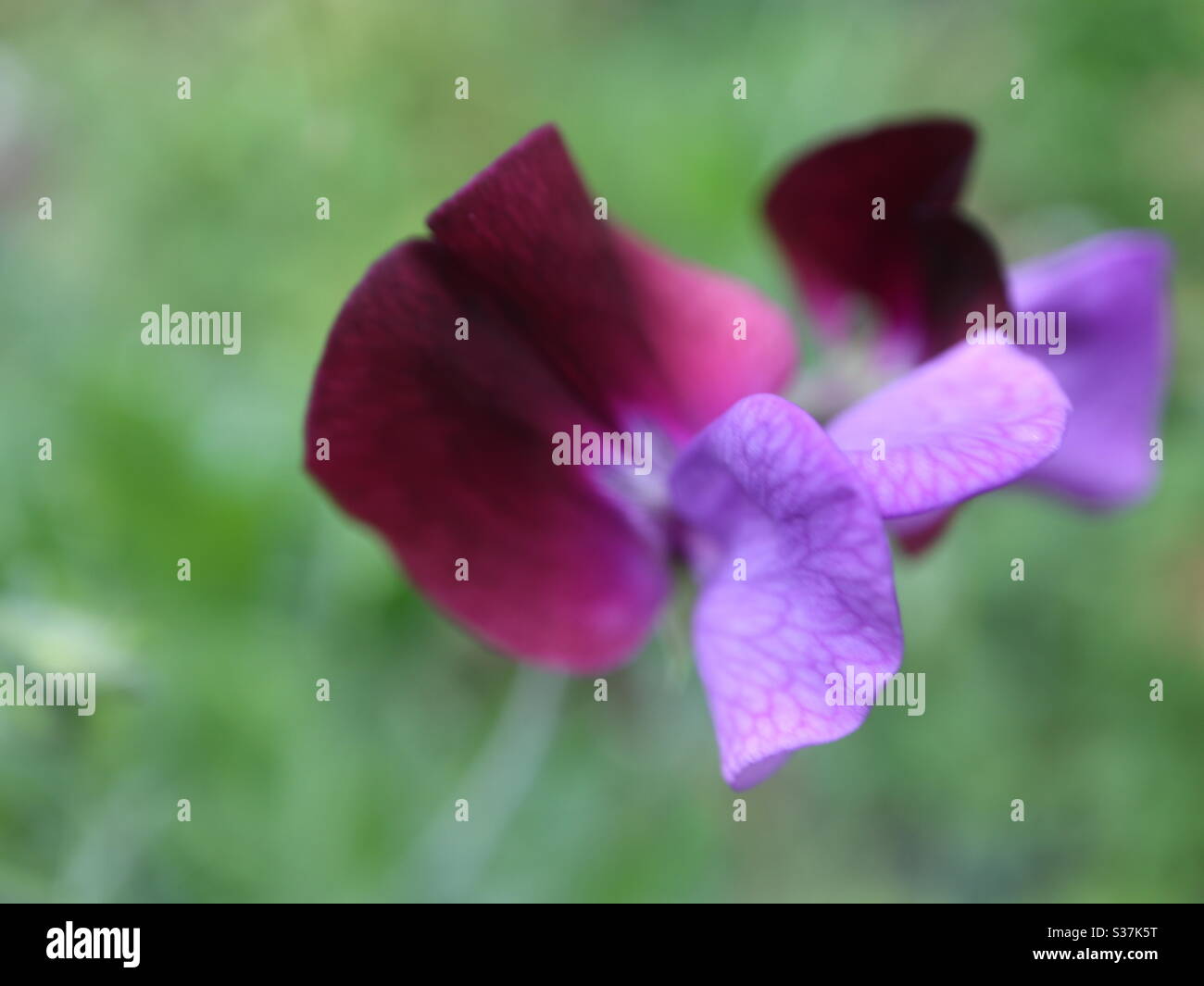 Purple Sweet Pea in Bloom - Smartphone Captured Stock Image