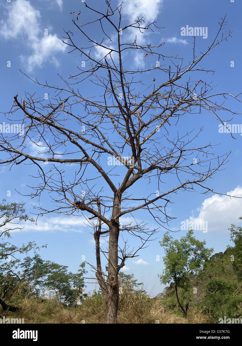 Branches tree winter without leaves hires stock photography and images