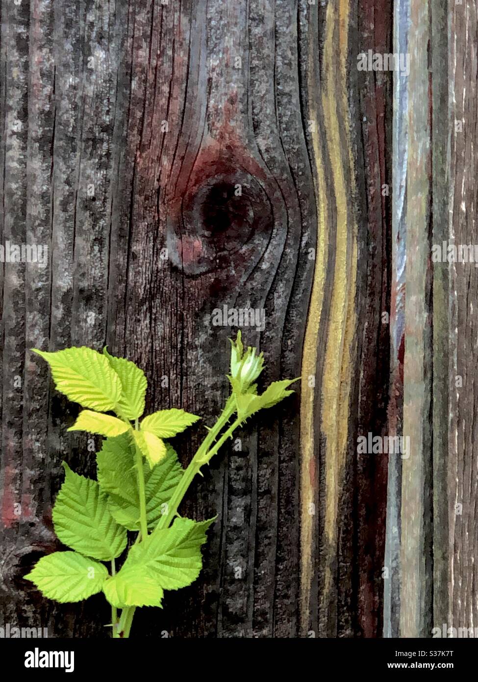 Spiky vine crawling on an old rustic wooden board Stock Photo