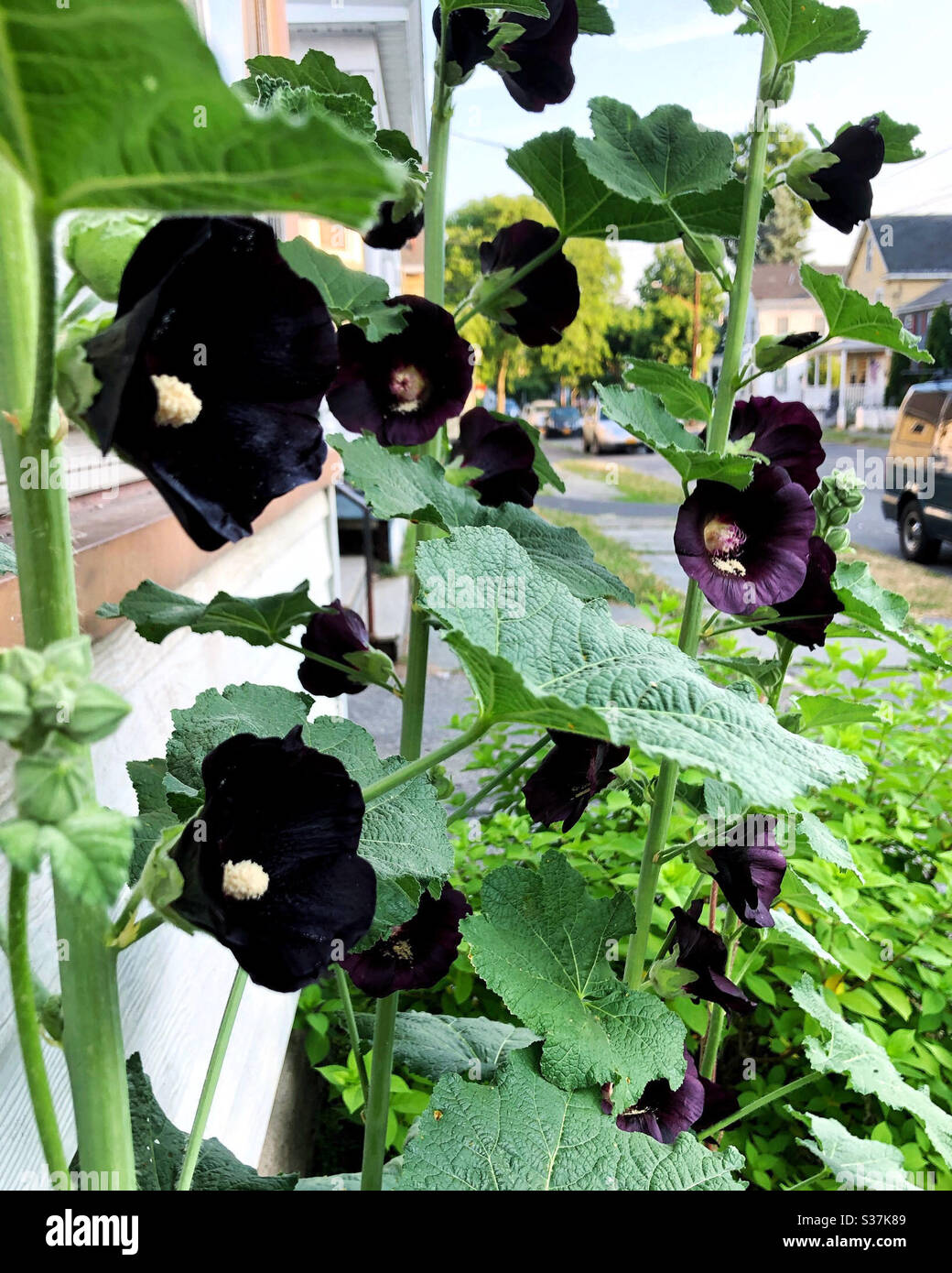 Black hollyhocks blooming in the summer sun, named The Watchman - Smartphone Captured Stock Image